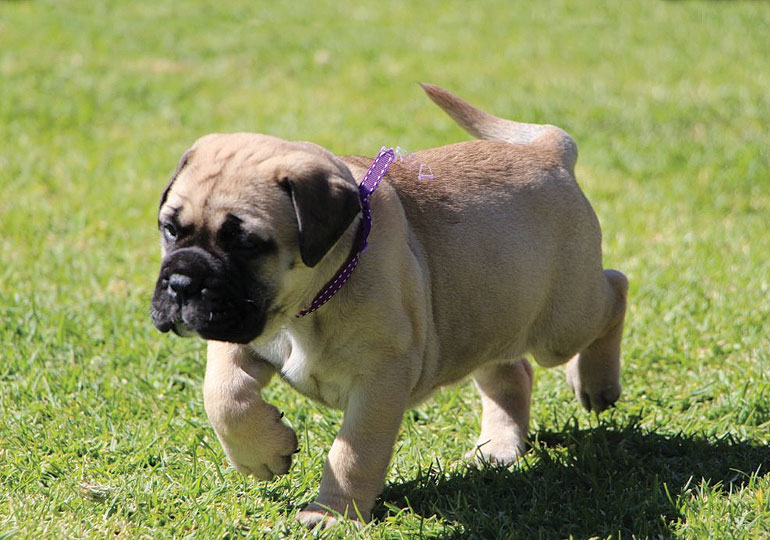 Breeder Gallery Large Image
