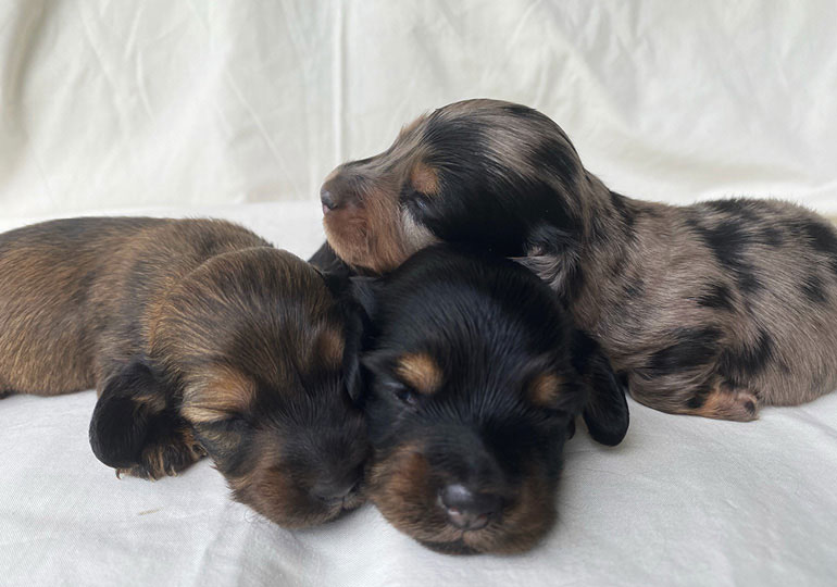 Breeder Gallery Large Image