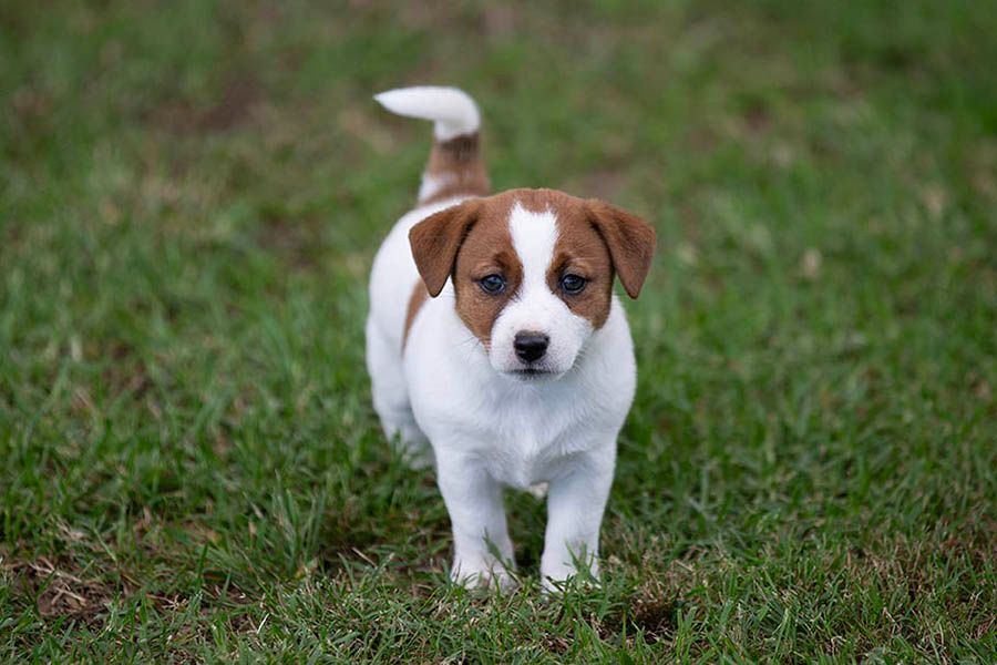 Breeder Gallery Large Image