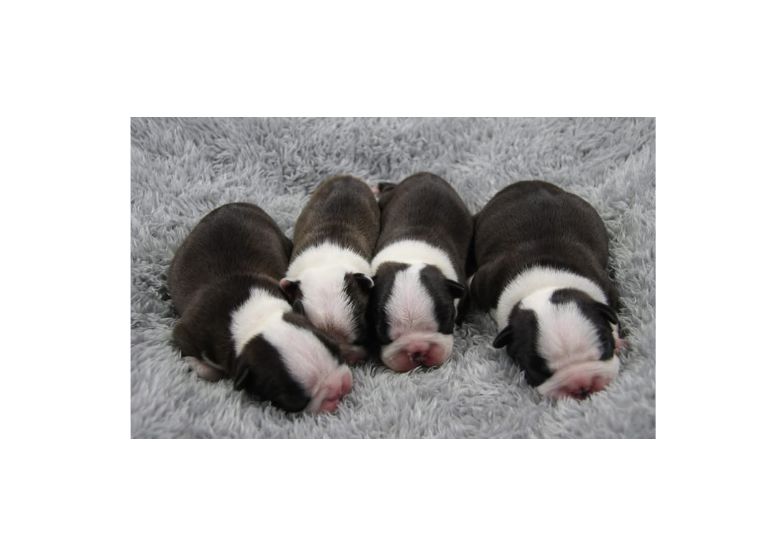Breeder Gallery Large Image