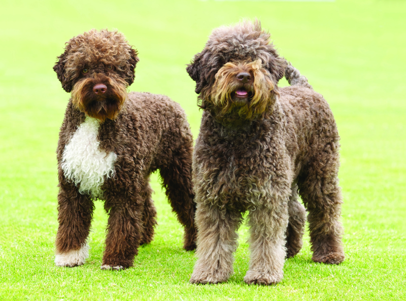 Lagotto Romagnolo 2