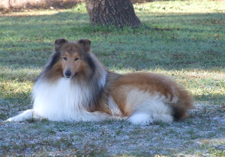 Breeder - Mrs Kathy Drew