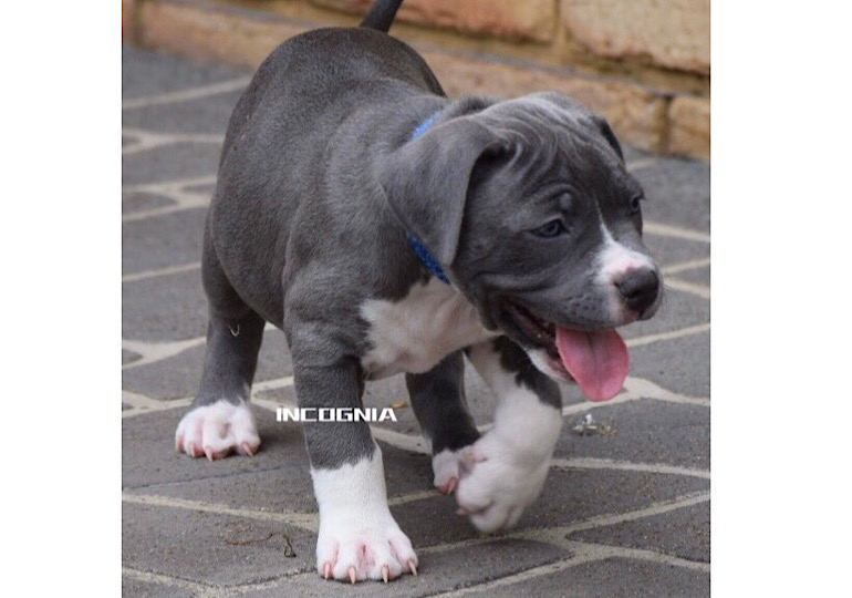 Breeder Gallery Large Image