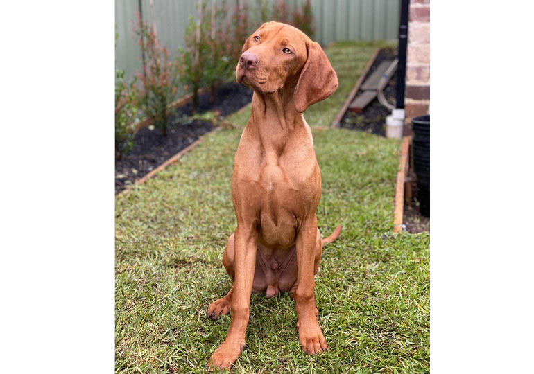 Breeder Gallery Large Image