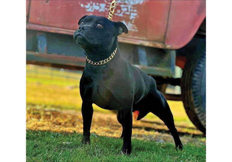 Breeder Gallery Large Image