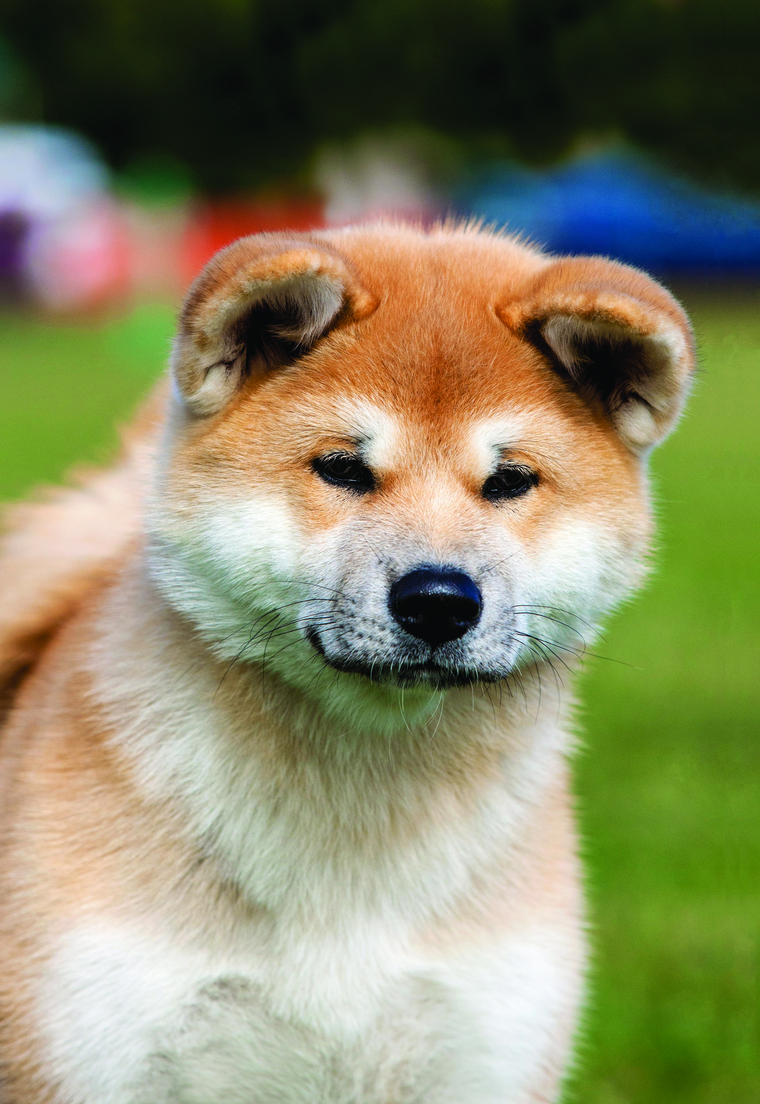 Akita Japanese cover.jpg