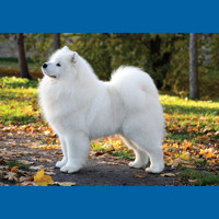 samoyed