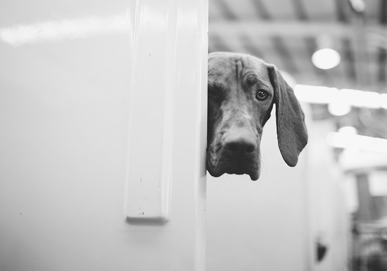 Breeder Gallery Large Image