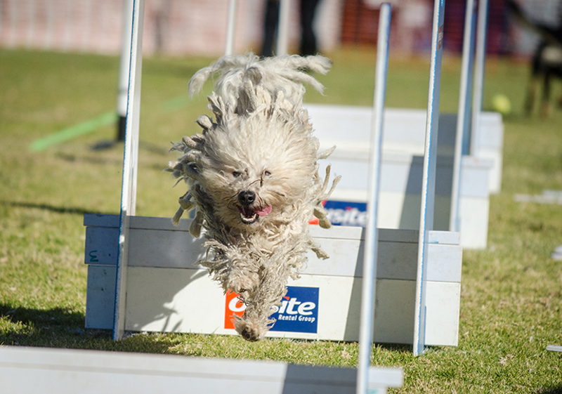 flyball-2