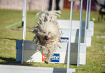 flyball-2