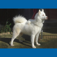 canadian_eskimo_dog
