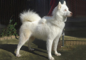 canadian_eskimo_dog