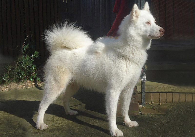canadian_eskimo_dog