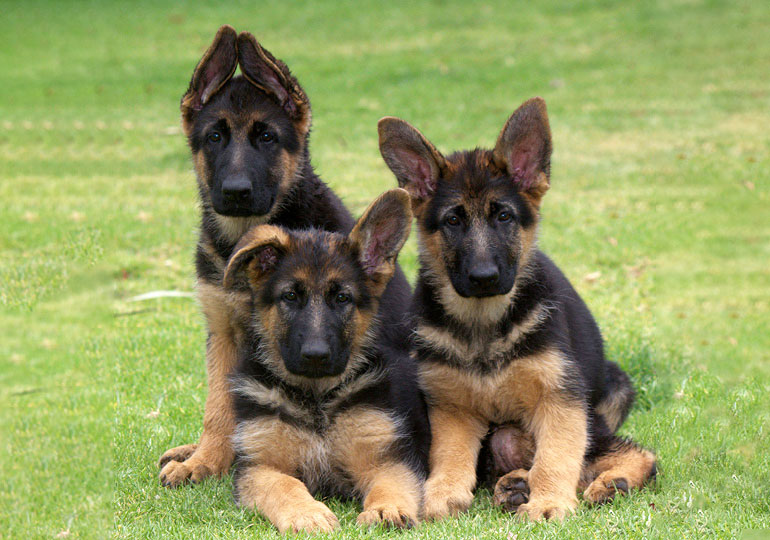 Breeder - Mrs Caryl Morris