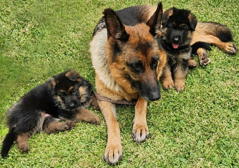 Breeder Gallery Large Image