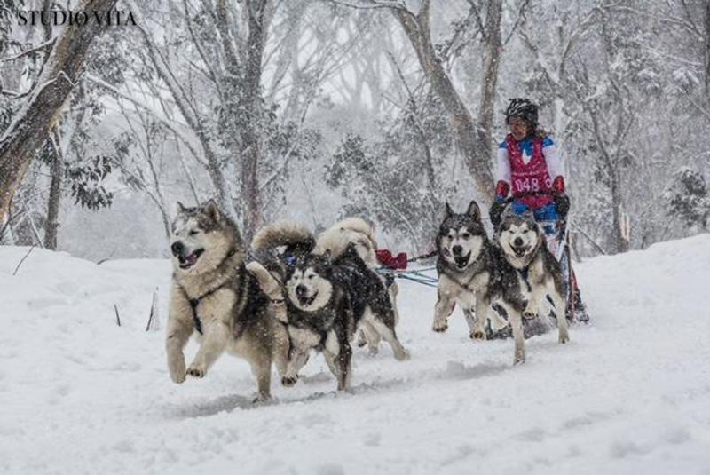 Snowsteed1. submitted by Evette Levett