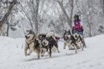 Snowsteed1. submitted by Evette Levett
