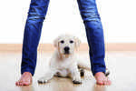Lab with human legs