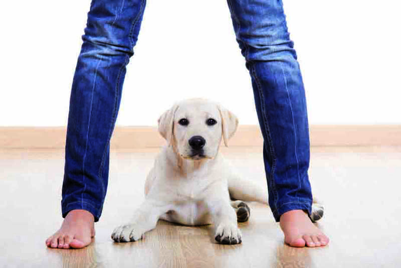 Lab with human legs