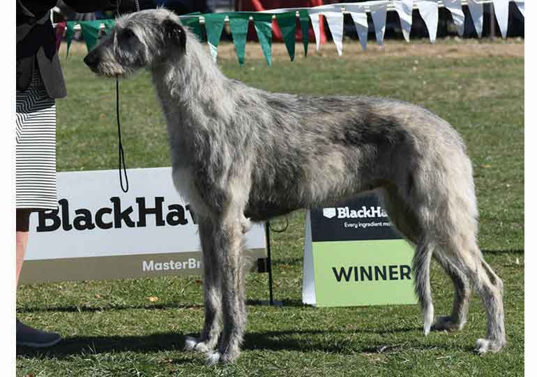 Breeder Gallery Large Image