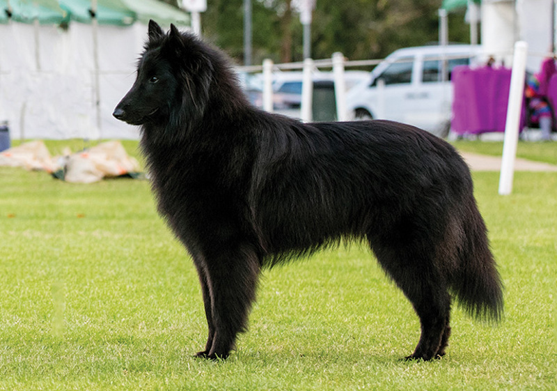 belgian_shepherd_dog__groenendael_