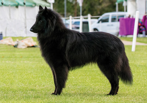 belgian_shepherd_dog__groenendael_