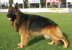german_shepherd_dog__long_stock_coat_