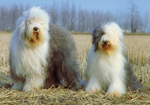 old_english_sheepdog