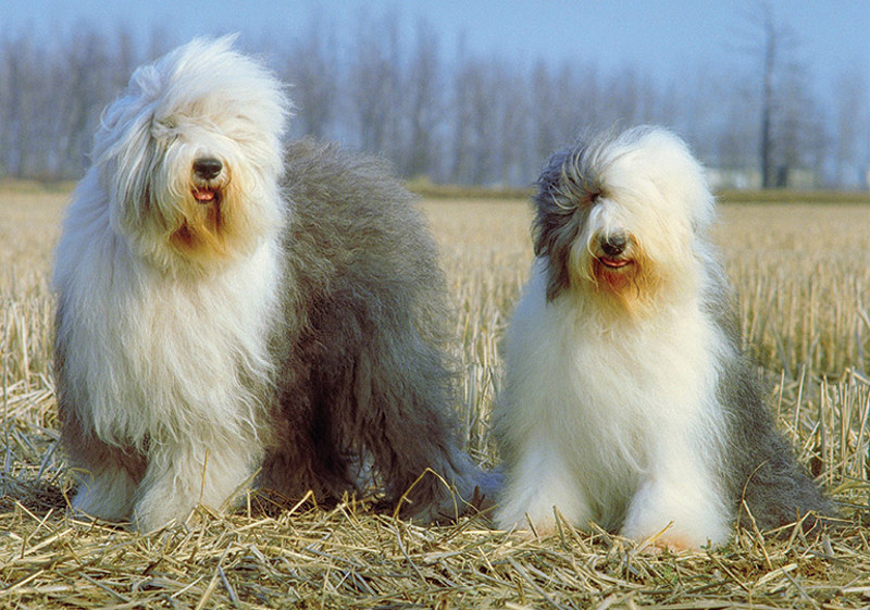 Breed Standard - Old English Sheepdog