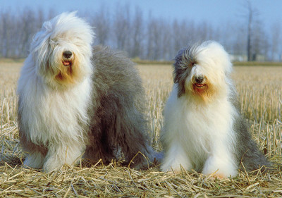 old_english_sheepdog