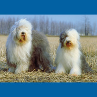 old_english_sheepdog