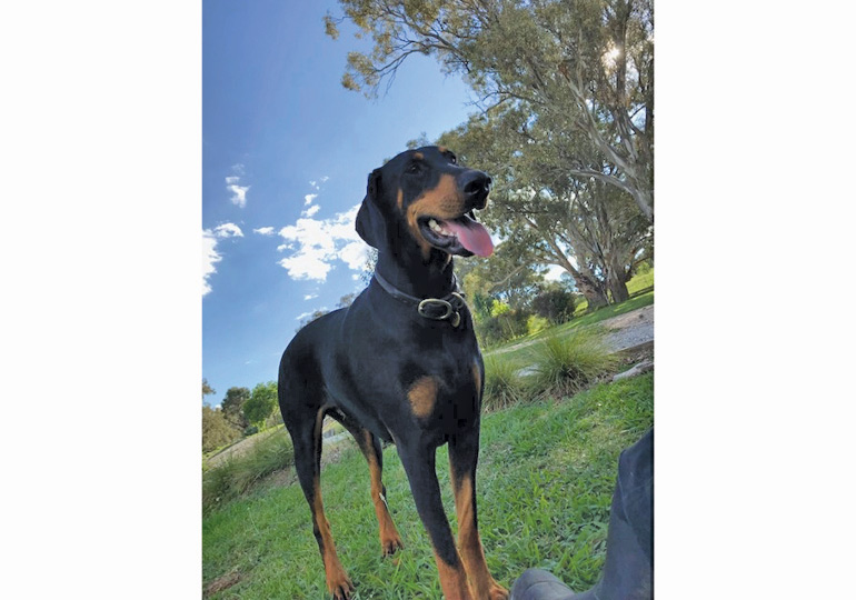 Breeder - Mr Andrew Loulli
