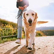 NSW Pet Registry Upgrade : Request for Expressions of Interest from DOGS NSW Members