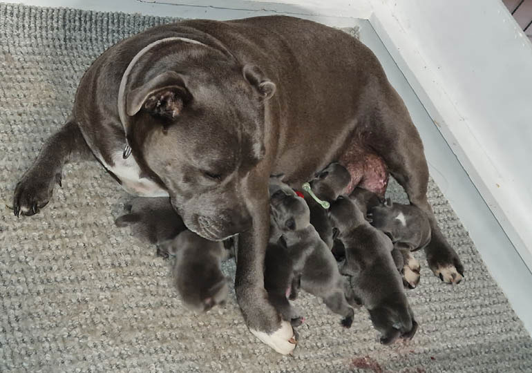 Breeder Gallery Large Image