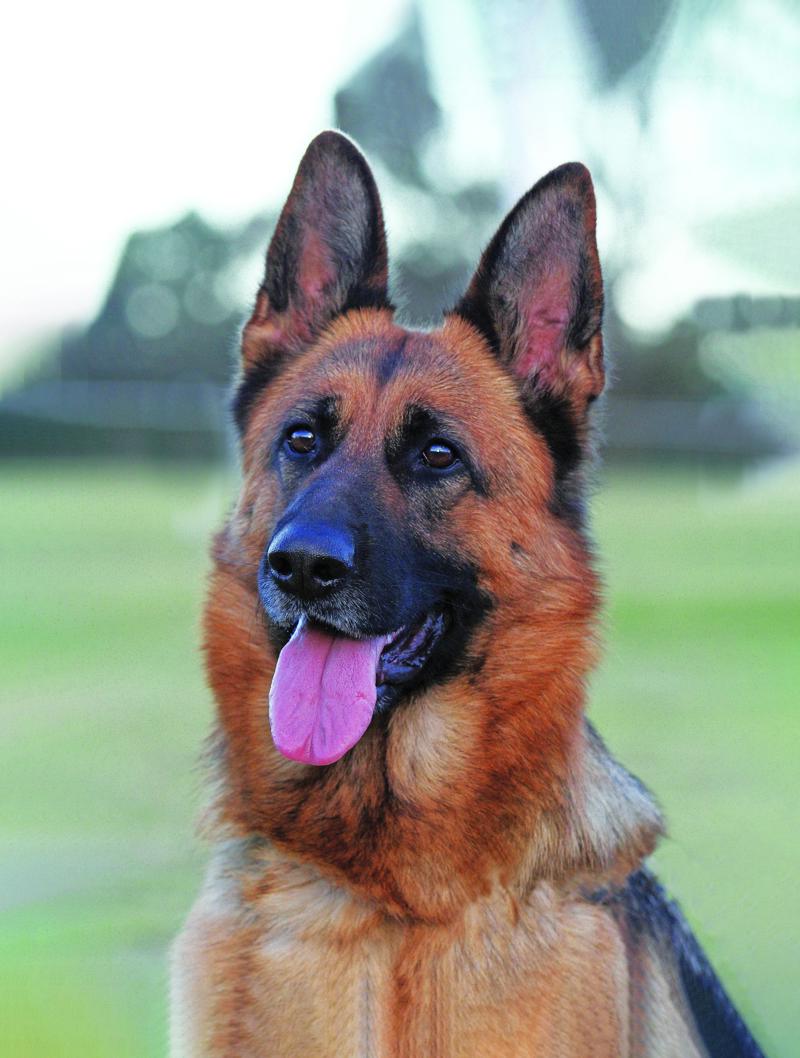 Ava. Submitted by Matthew Caryl Morris. Ffire Photography copy