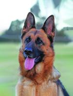 Ava. Submitted by Matthew Caryl Morris. Ffire Photography copy
