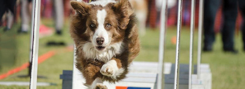 flyball