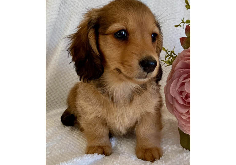 Breeder Gallery Large Image