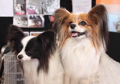 papillon