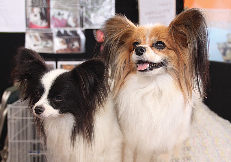 Breed Standard - Papillon