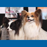 papillon