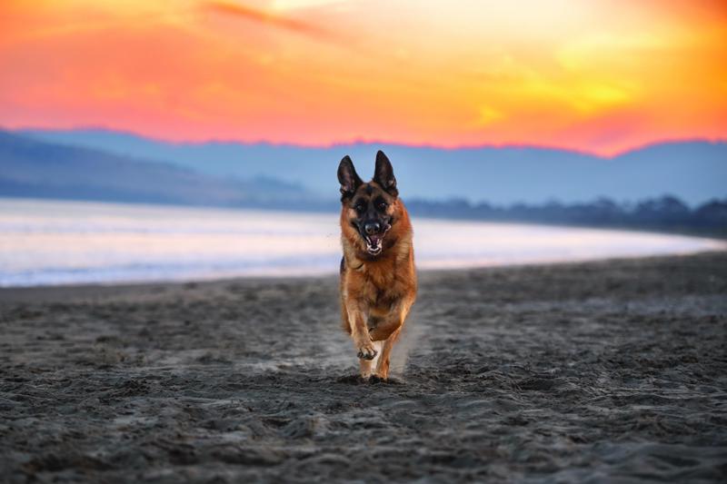 1. Submitted by Kellie Fahey. Photos by ShyWolf Photography