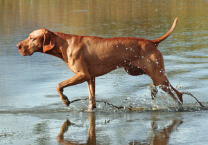 hungarian_vizsla