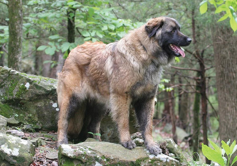 estrela_mountain_dog