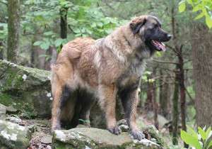 estrela_mountain_dog