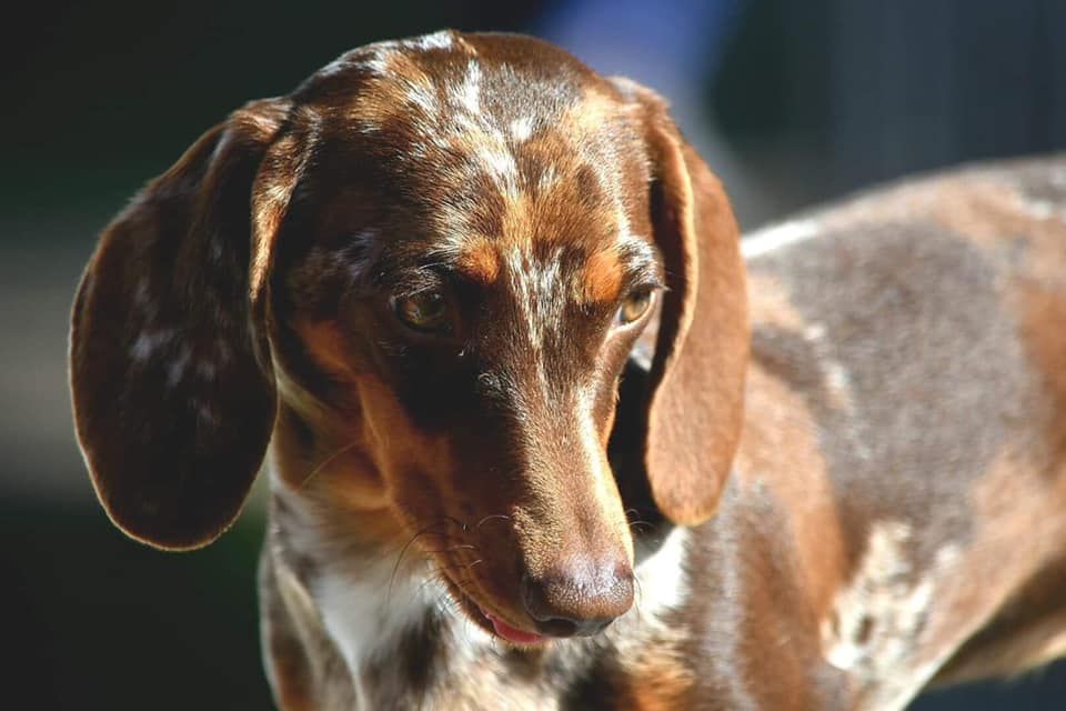 Breeder Gallery Large Image