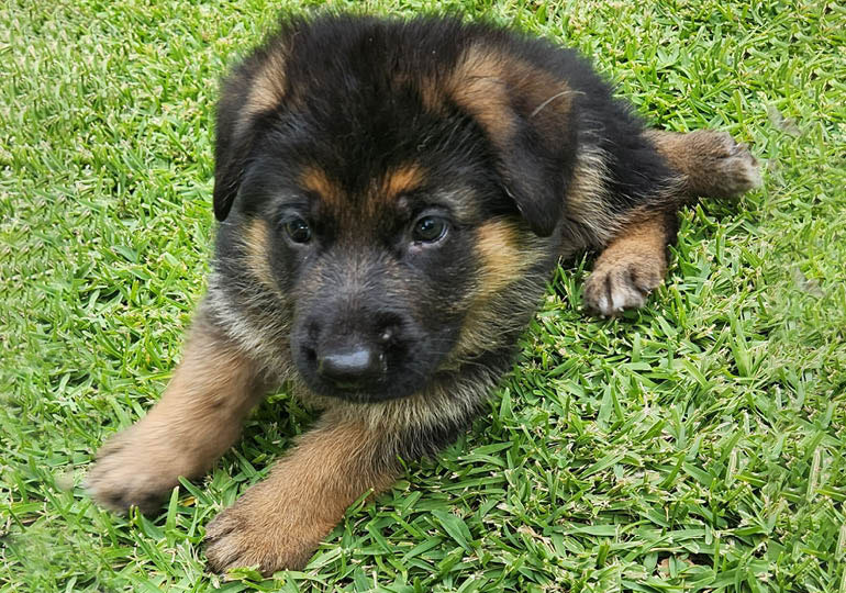 Breeder Gallery Large Image