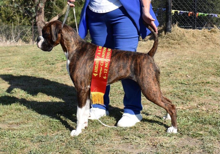 Breeder - Mrs Janet Halliday