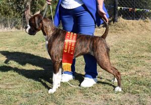 Breeder - Mrs Janet Halliday