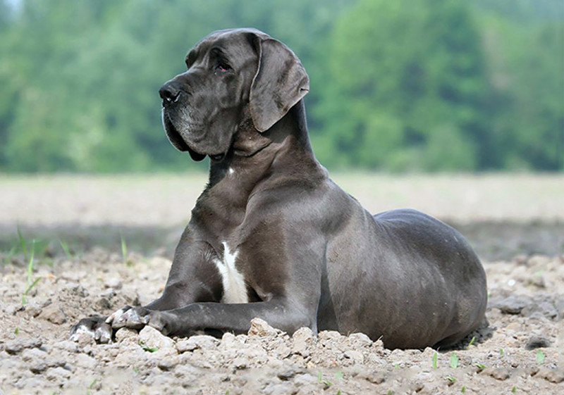 Breed Standard - Great Dane